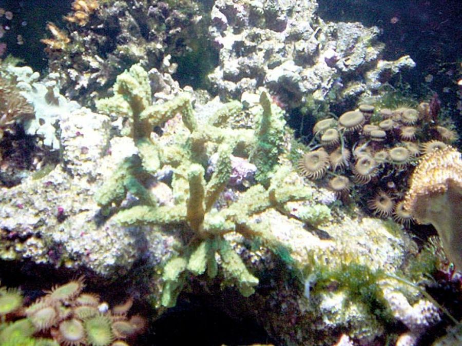 corales