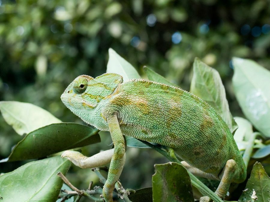 Camaleón