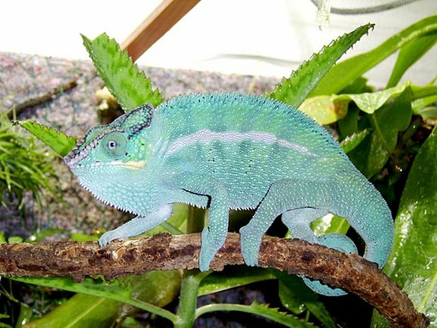 camaleón