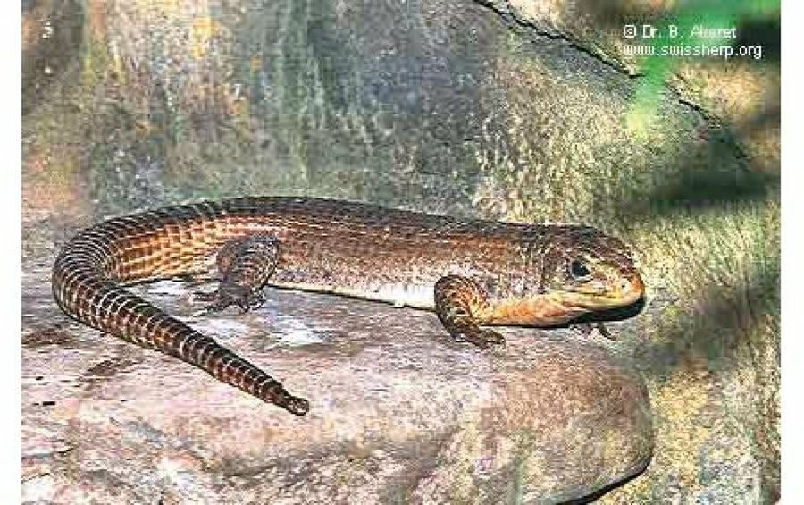 lagarto