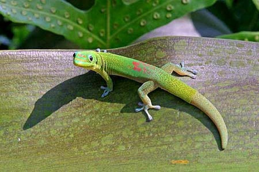 gecko verde