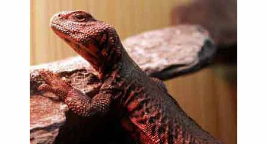 lagarto