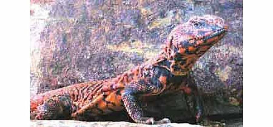 uromastyx