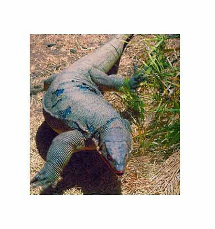 lagarto