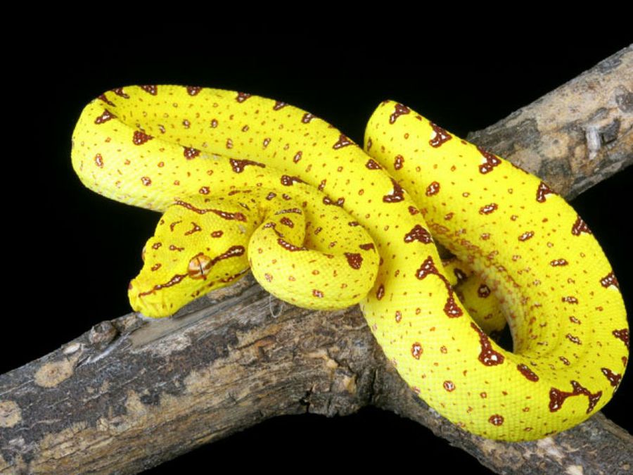 serpiente amarilla con manchas