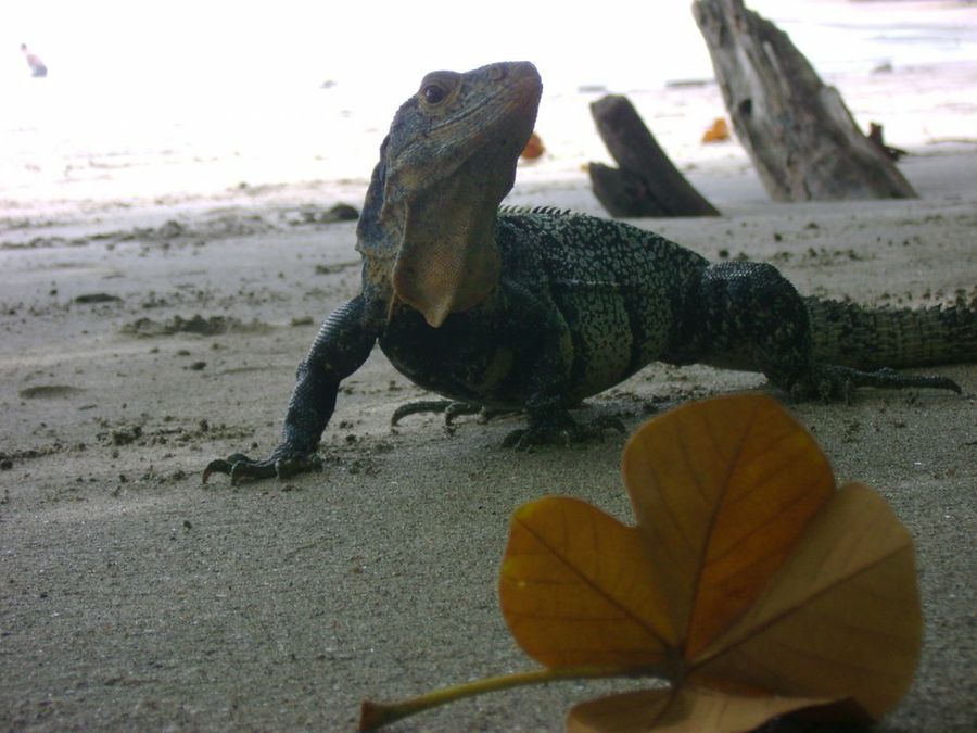iguana