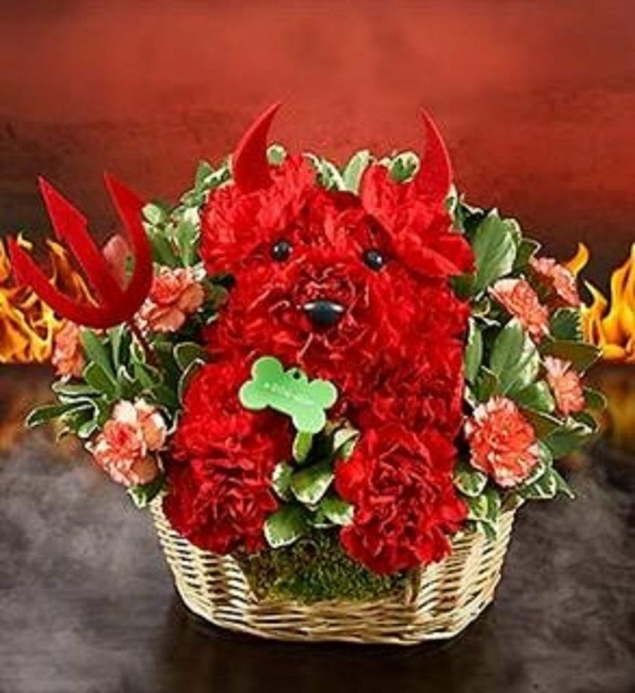 Imagen 8