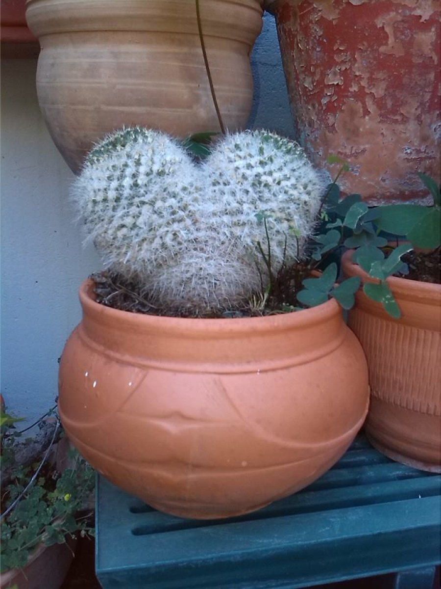 Cactus
