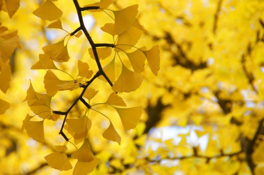 Ginkgo biloba