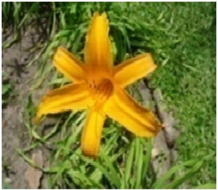 Imagen 7