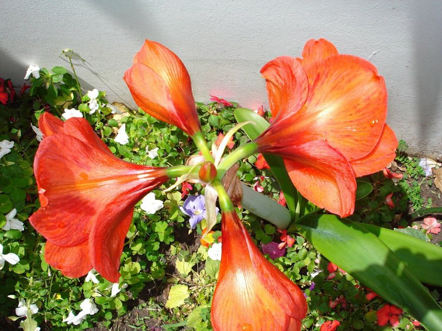 Imagen 3