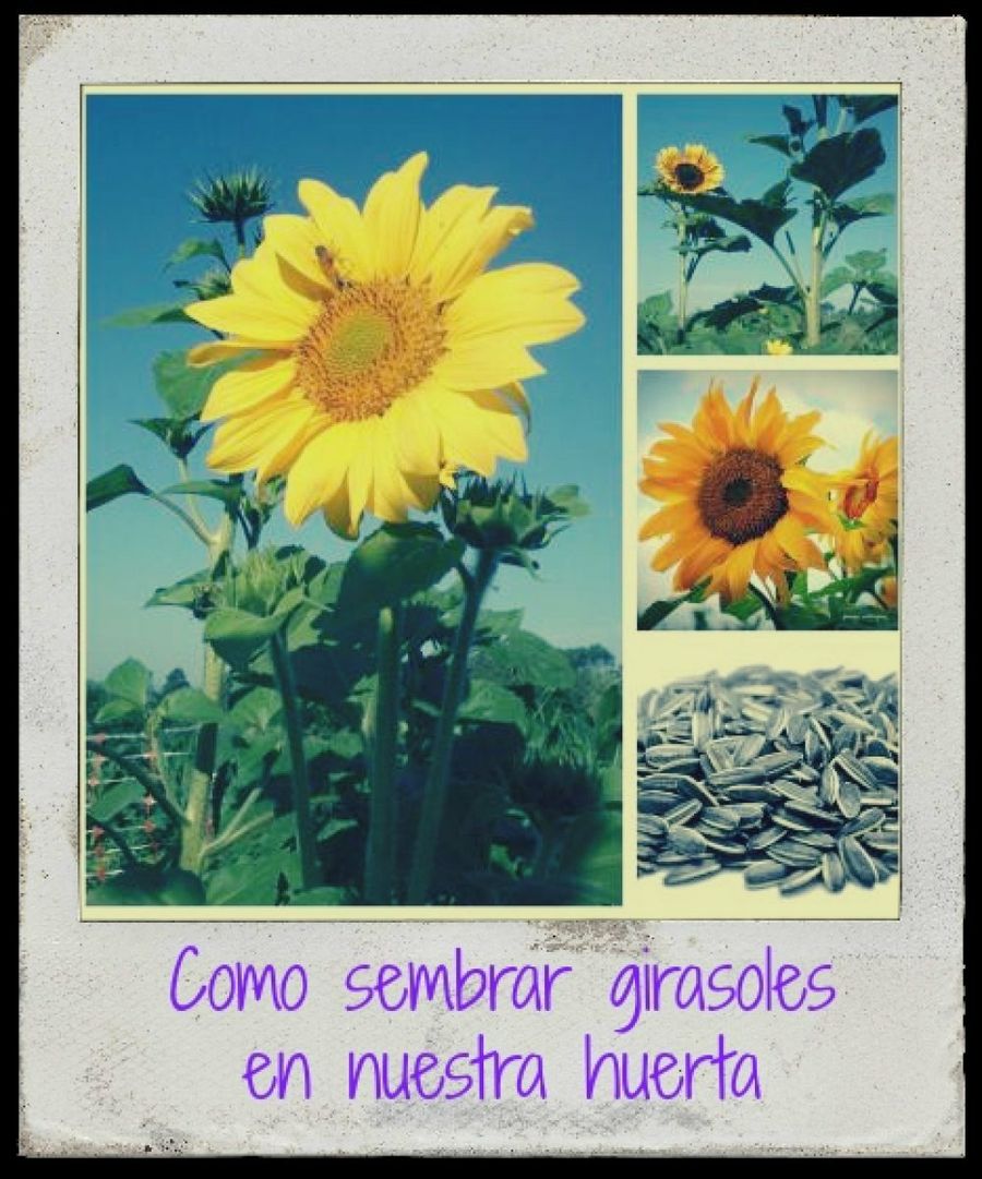 Imagen 0