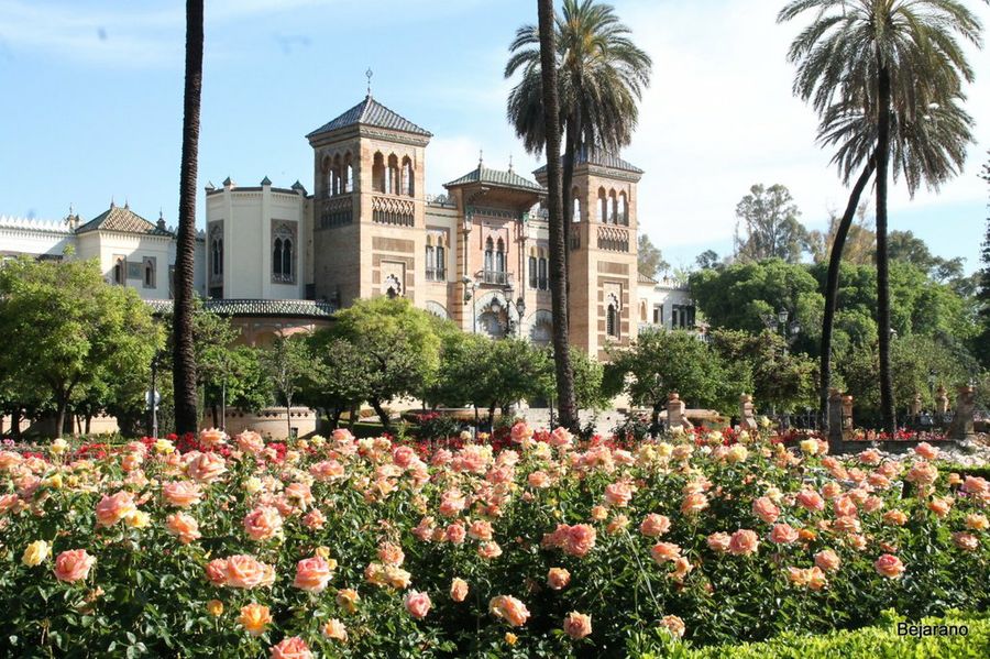 Zantedeschia | Plantas