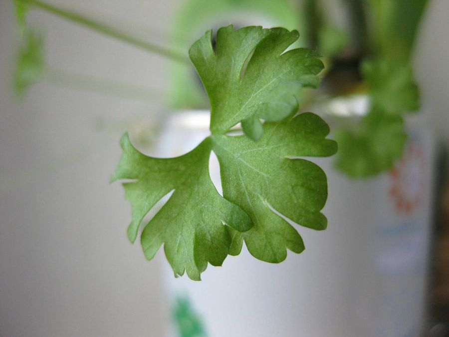 Perejil. favorecer la digestión