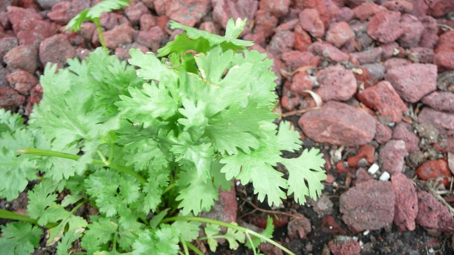 Cilantro