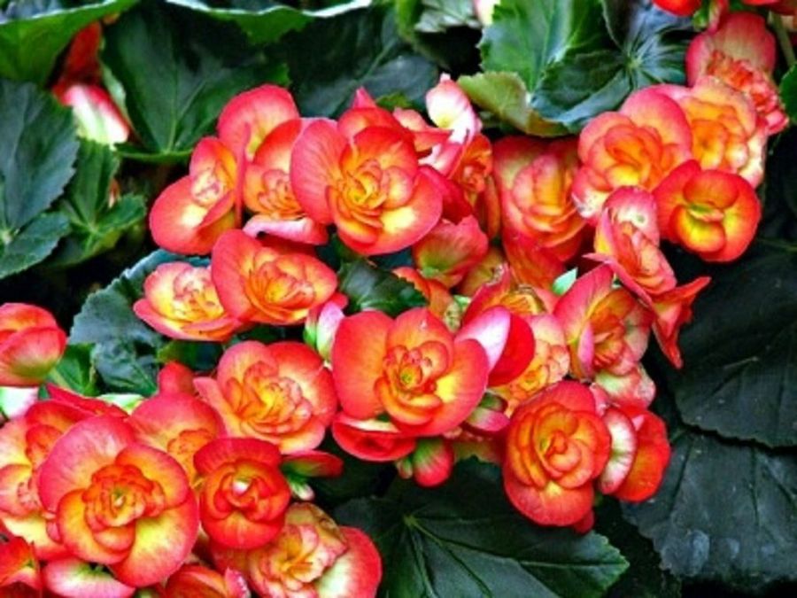 Como cultivar tu Begonia: sencillos consejos para su cultivo | Plantas