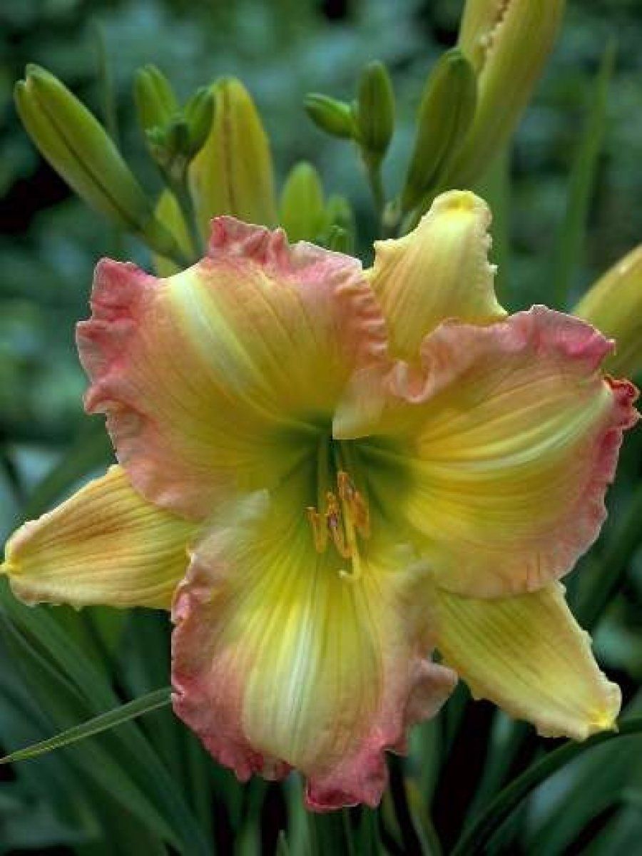 Las bellas Hemerocallis o Lirio de día Plantas Las bellas Hemerocallis o Lirio de día Plantas