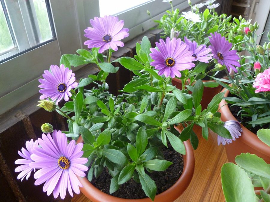 Las flores de mi balcón | Plantas