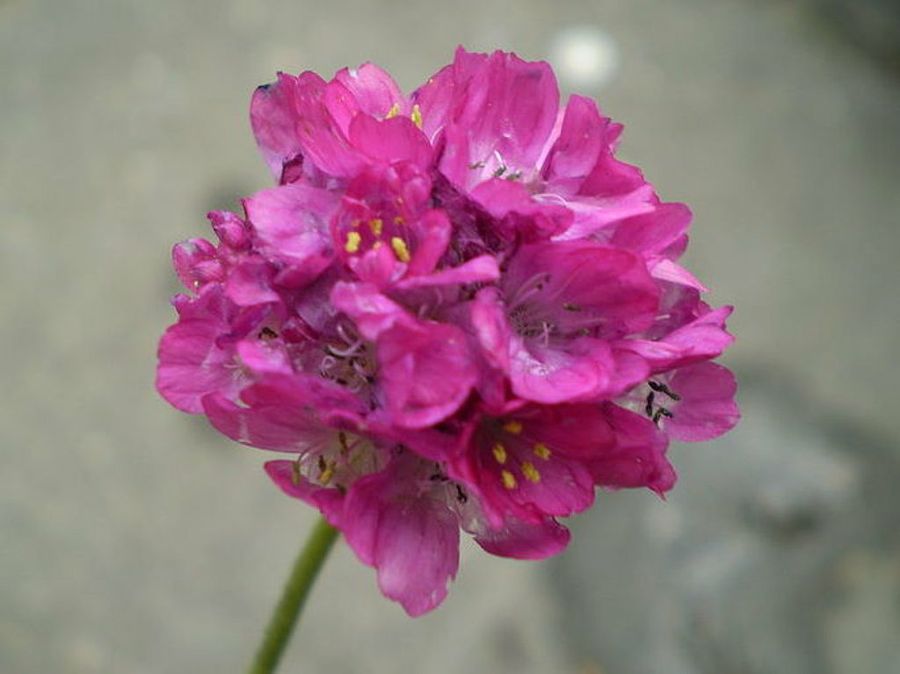 armeria