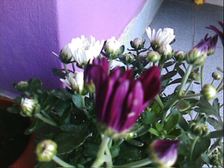 Imagen 3