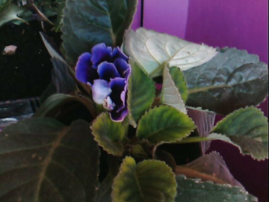 Imagen 9