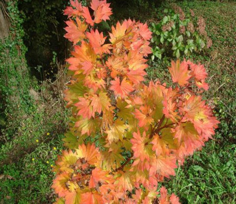 Azaleas