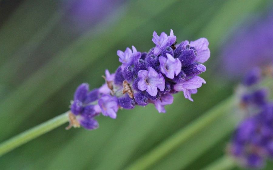 Lavanda