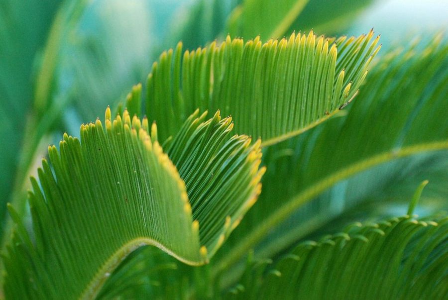 Palmera