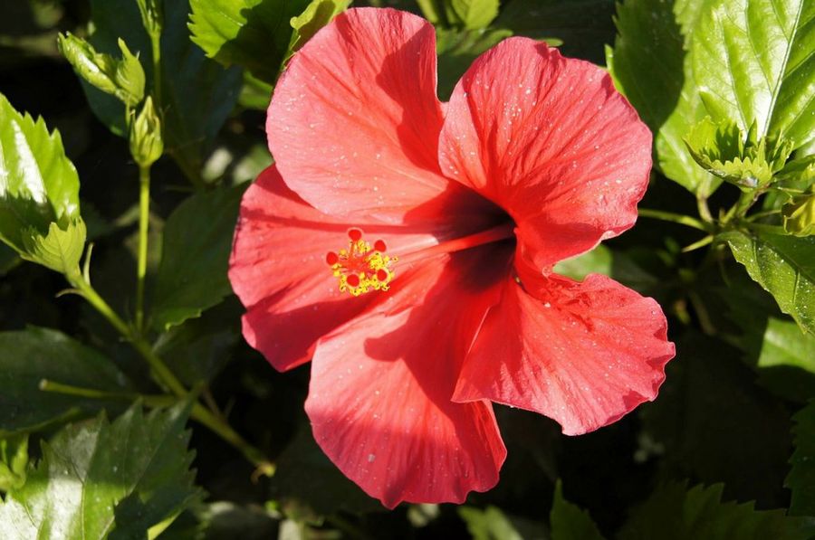 Hibiscus syriacus