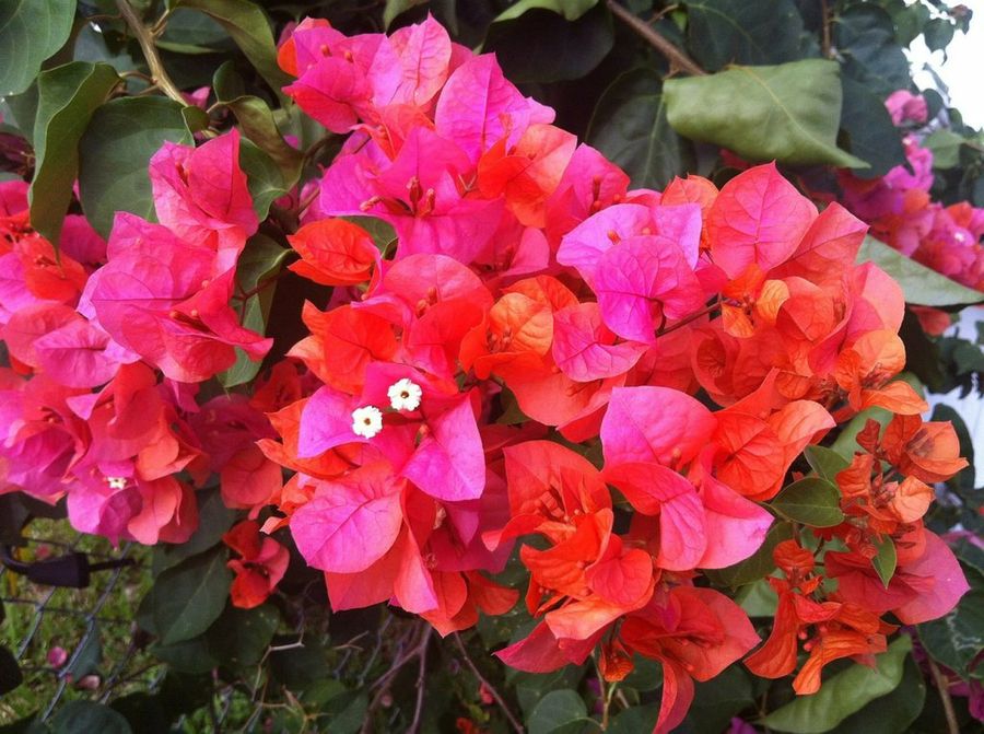 Bouganvillea