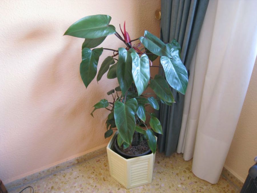 planta