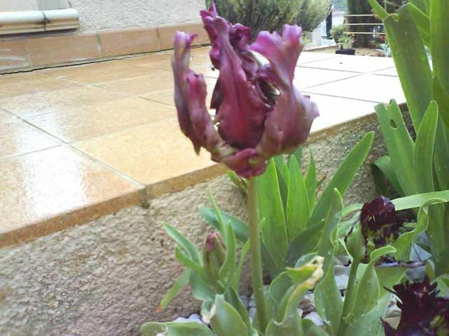 tulipán