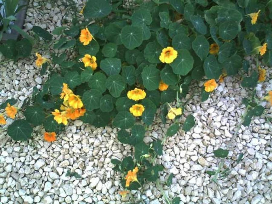 plantas