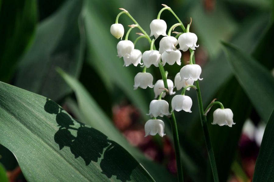 Convallaria majalis