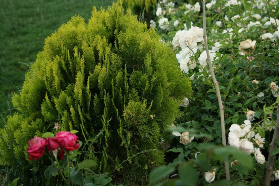 Thuja