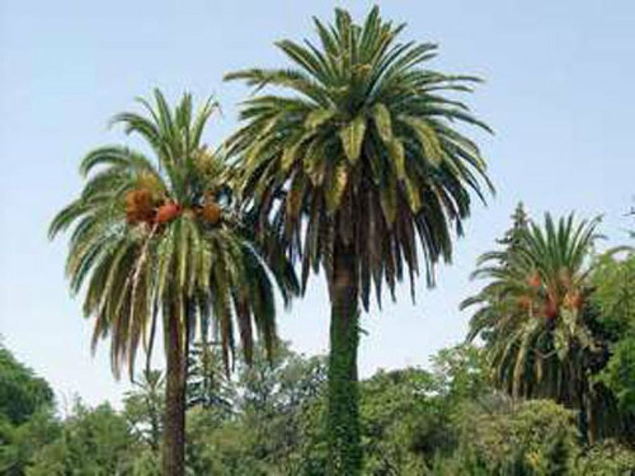 palmeras