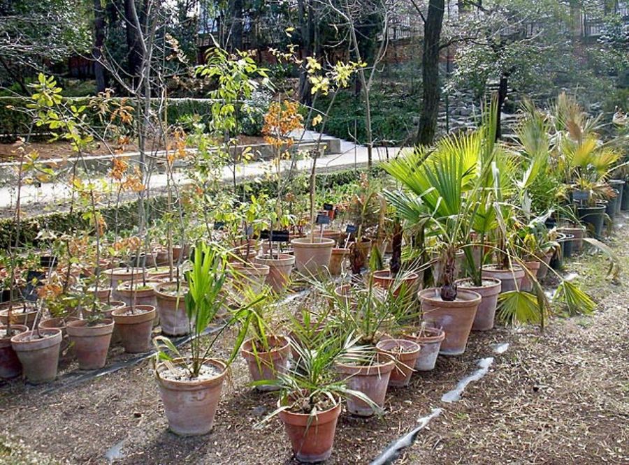 jardín botánico