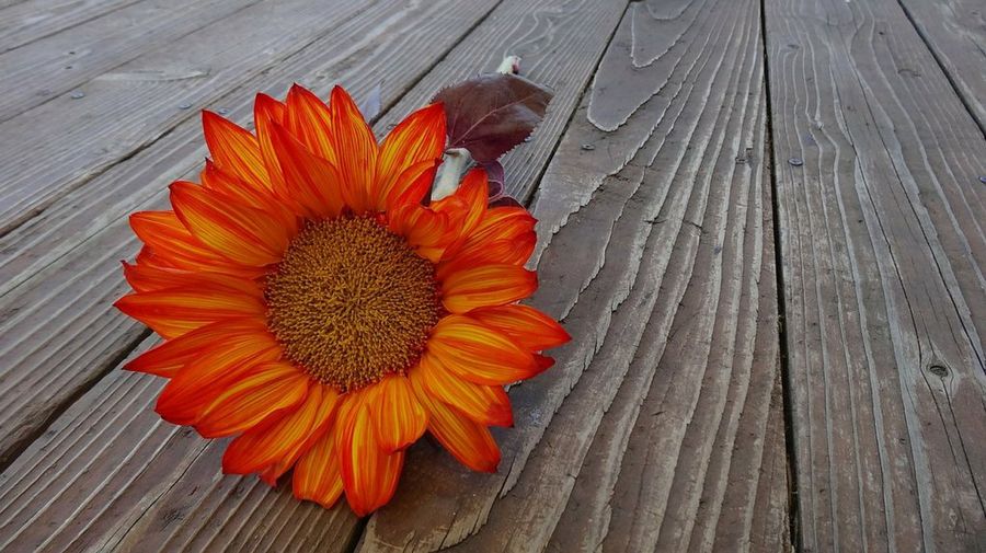 Flor cortada