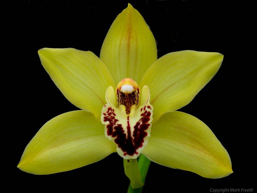 Cymbidium