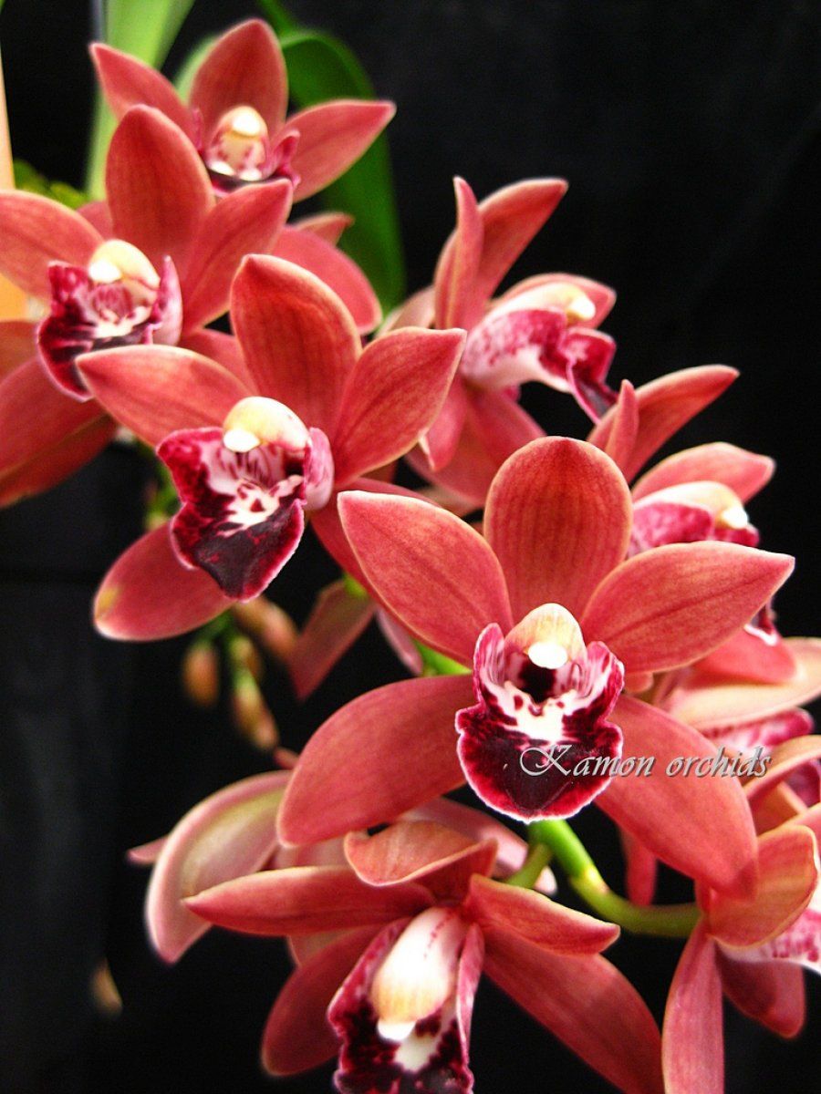 Cymbidium