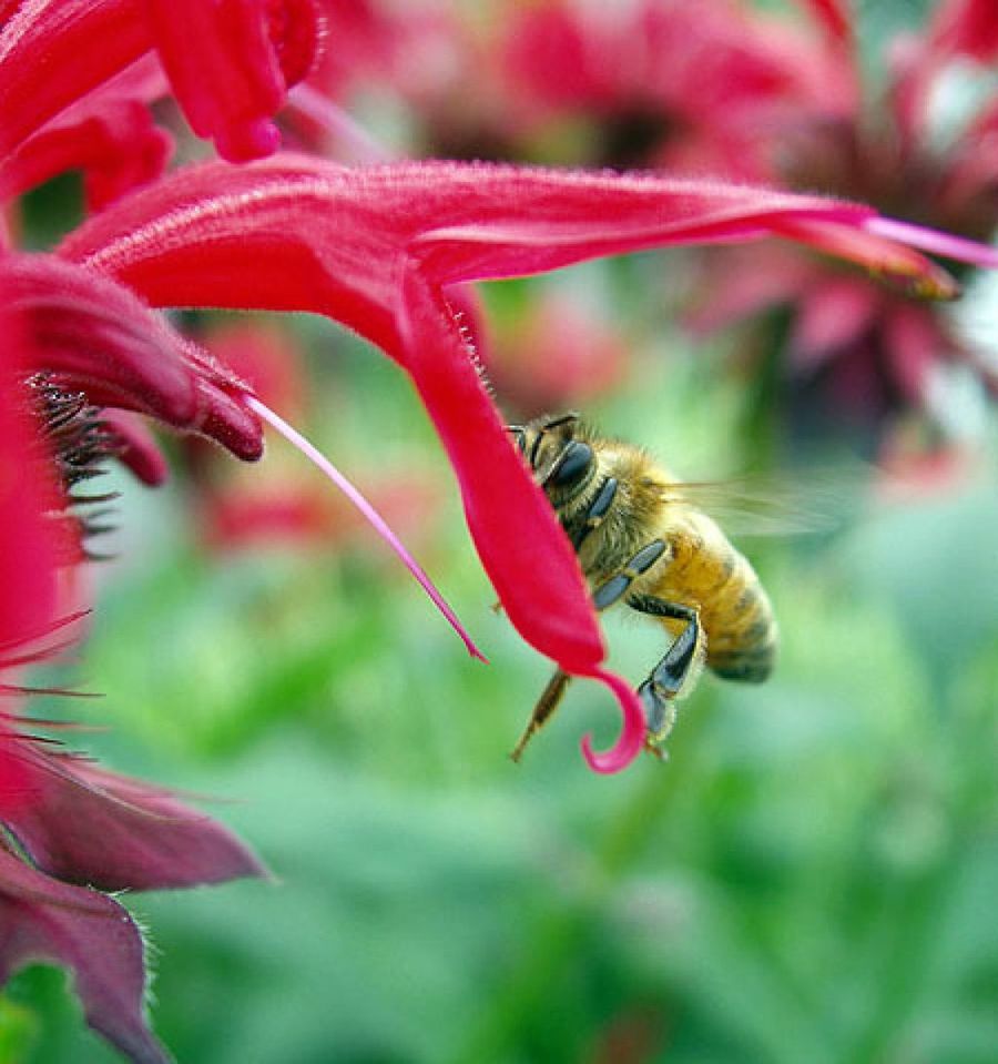 monarda