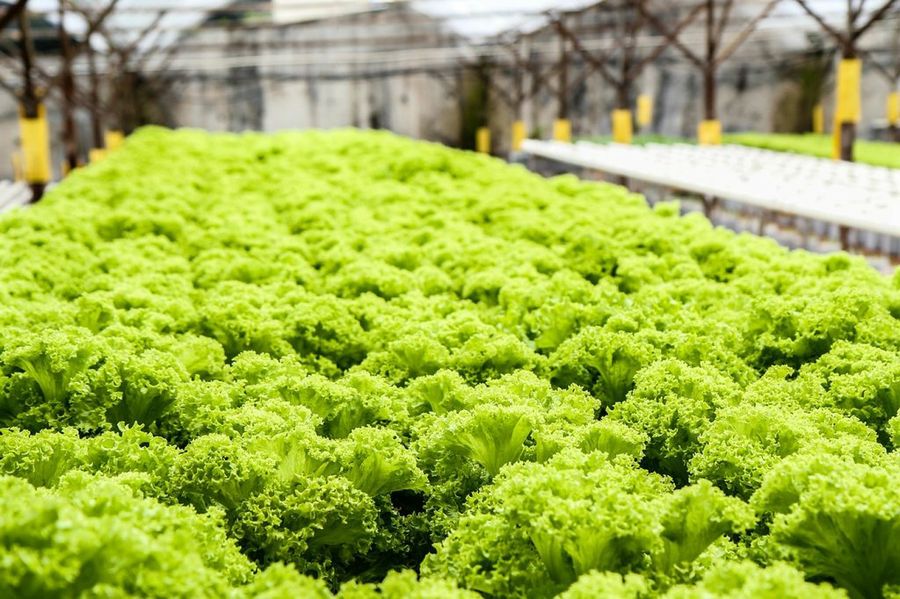 Lechuga