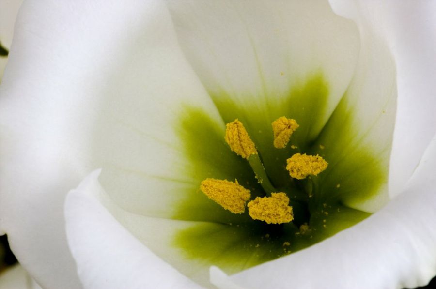 lisianthus