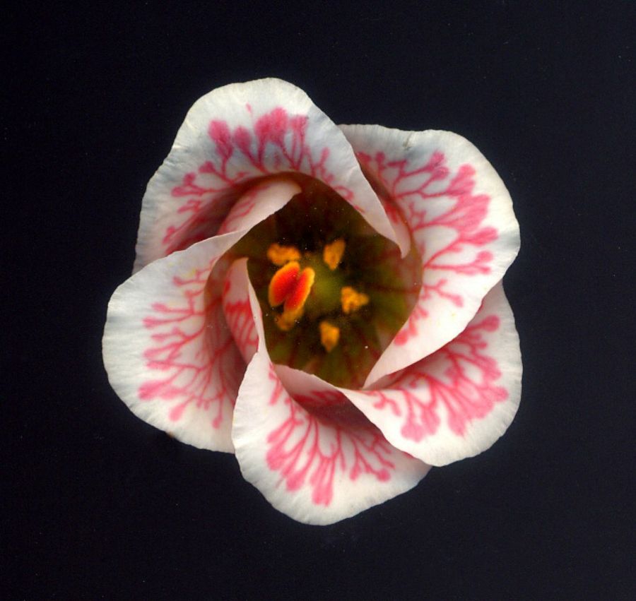 lisianthus
