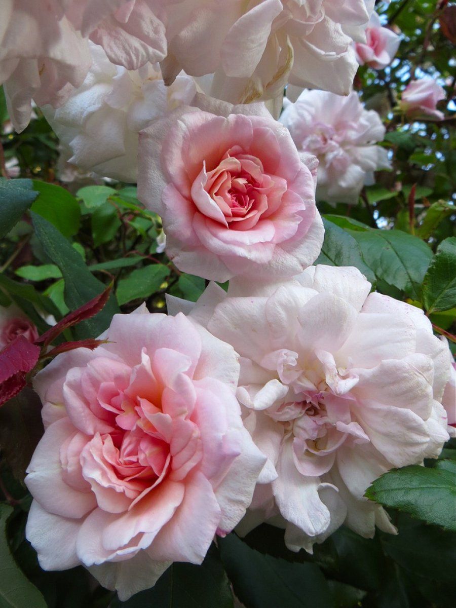 Rosa climber