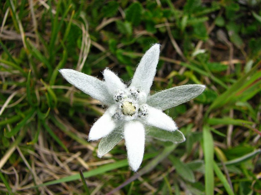 Resultado de imagen de flor edelweiss