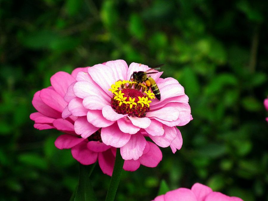 Zinnia