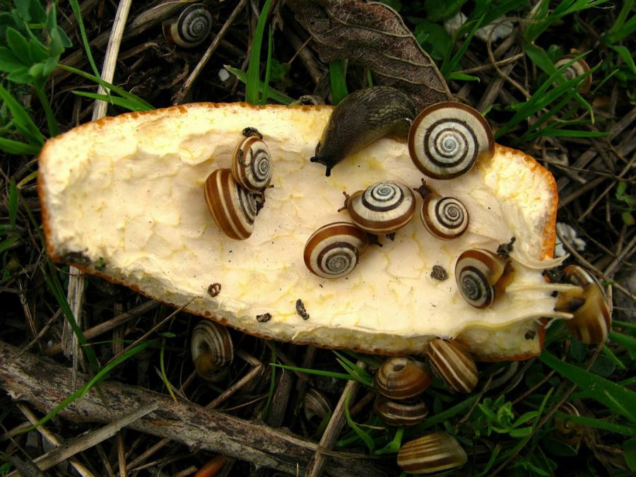 Babosas