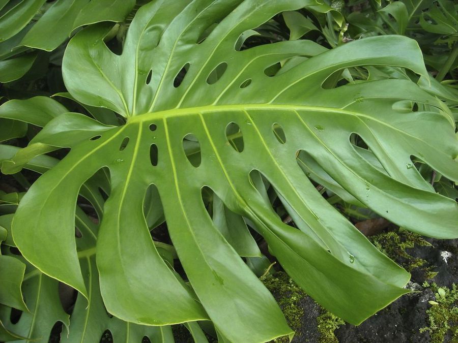 Monstera