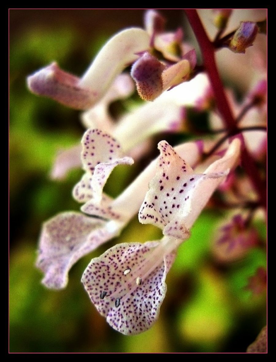 Plectranthus australis